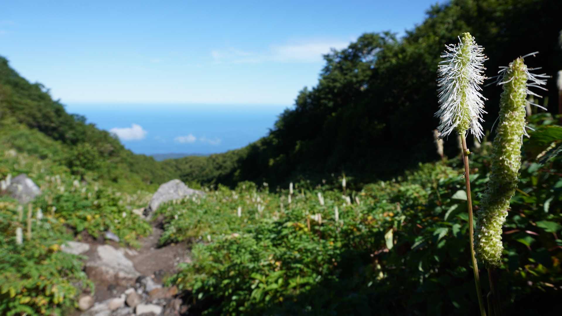 振り返ると、タカネトウチソウ越しに 🌊オホーツク海が見えた！