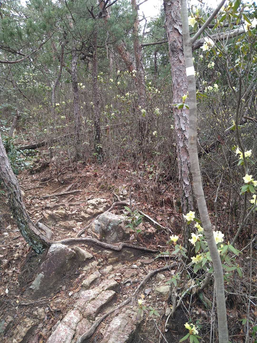八木山 往復コースの写真