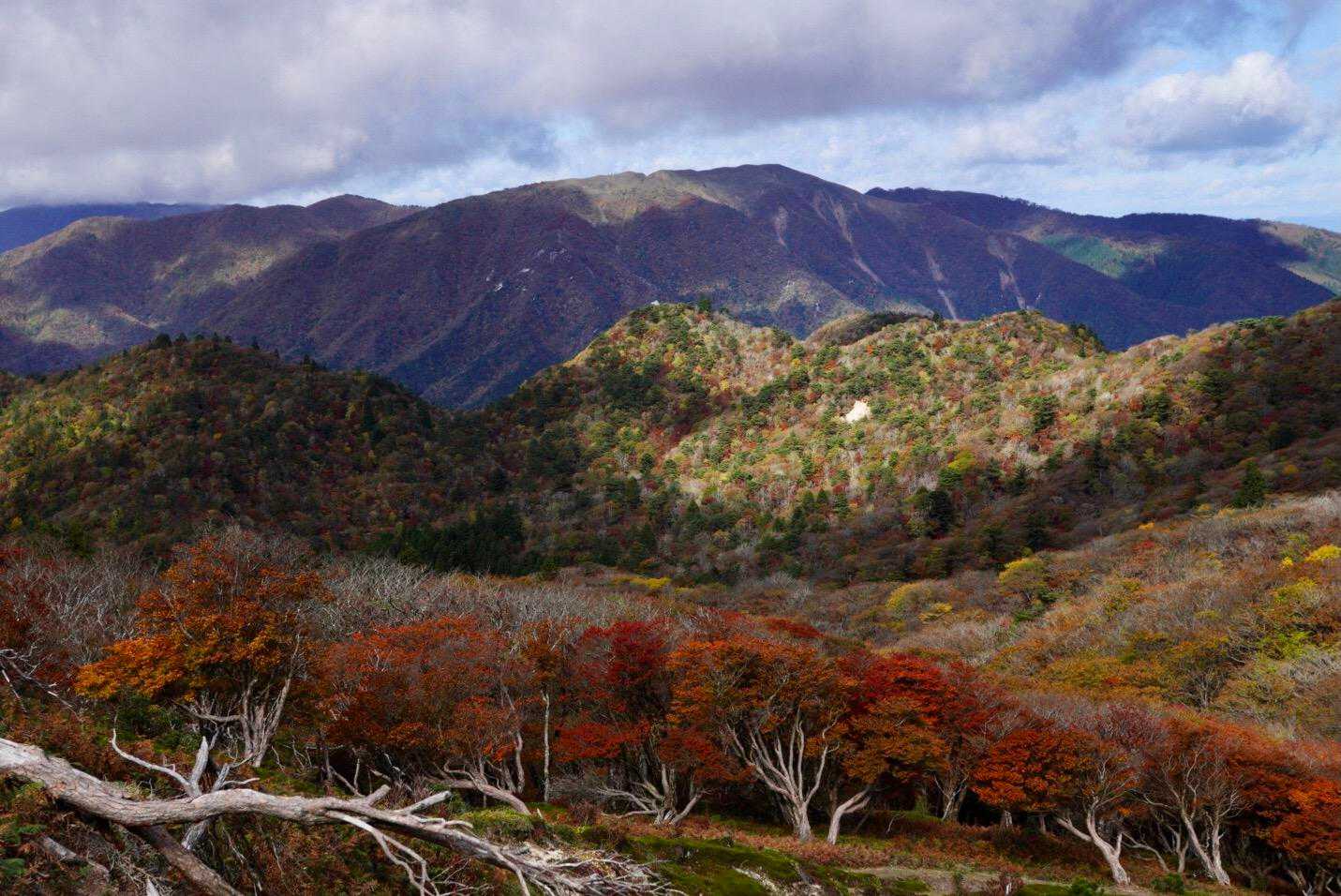 シロヤシオの紅葉