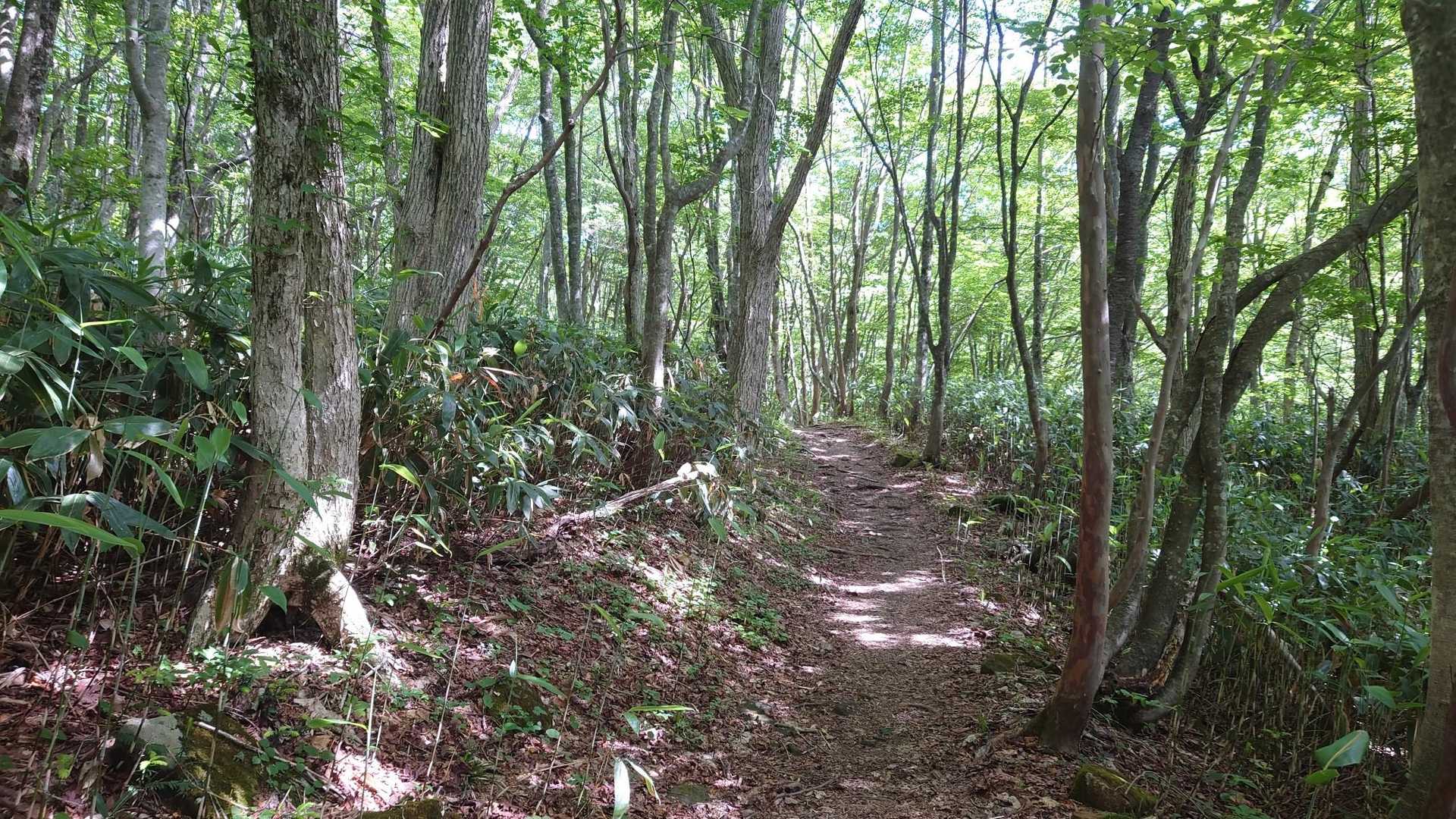 いい感じ。緩やかで幅もあるので歩きやすい。