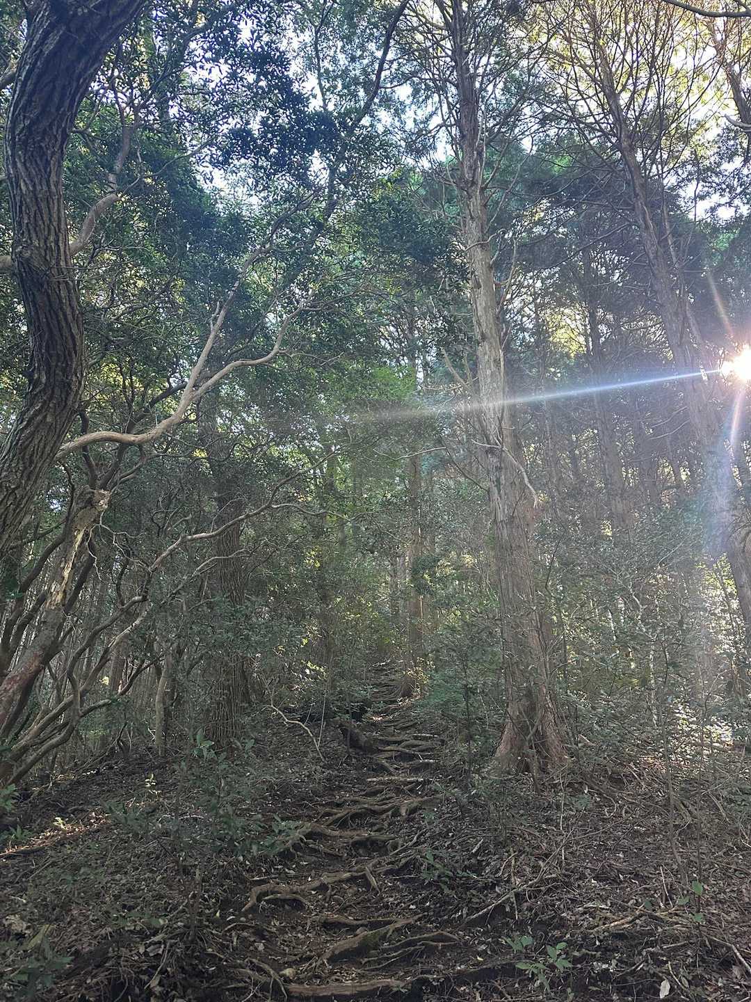 やっぱ登山道に日が差してくる光景は好きです😊