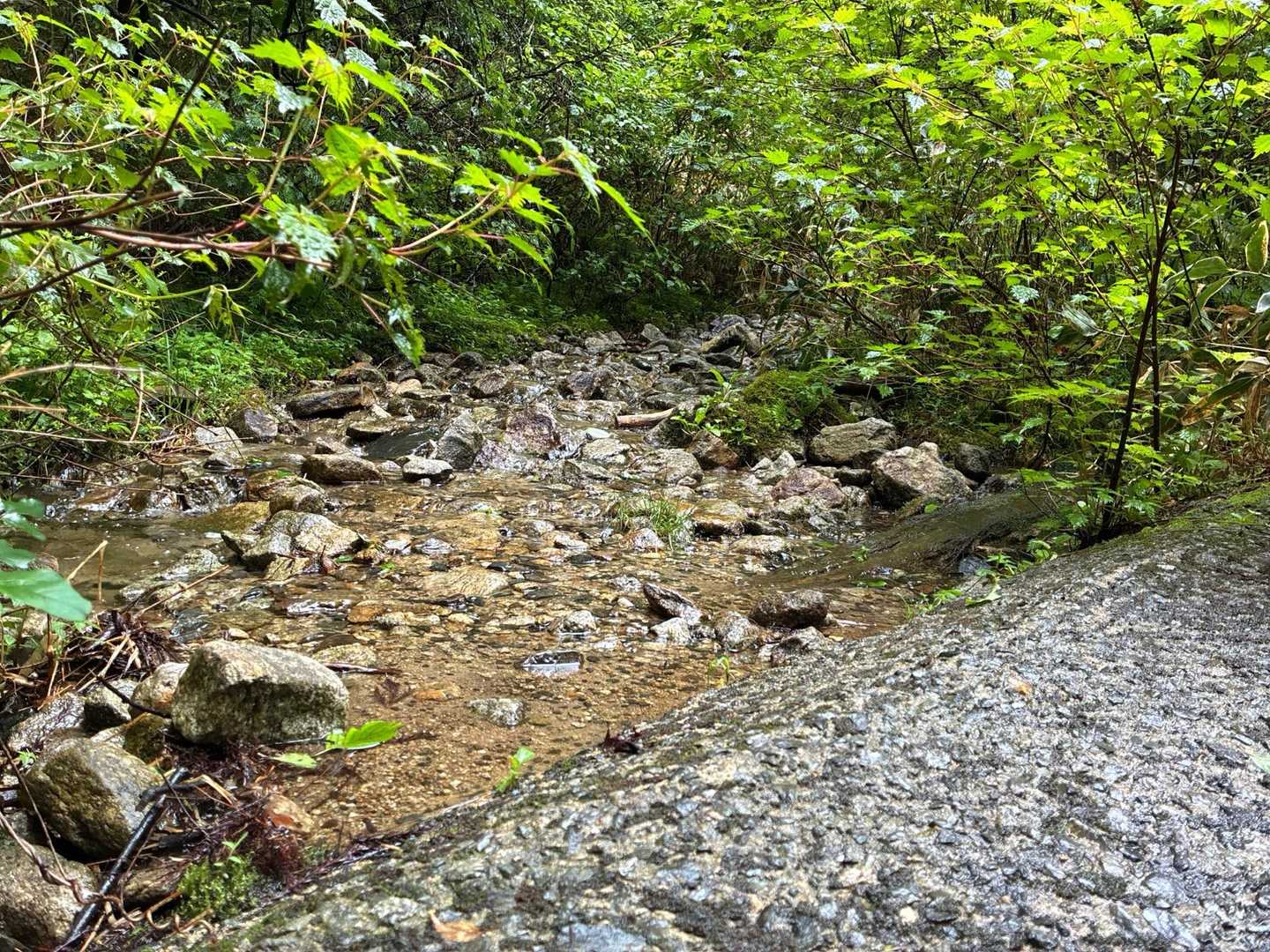 登山道が完全に川になってました😭