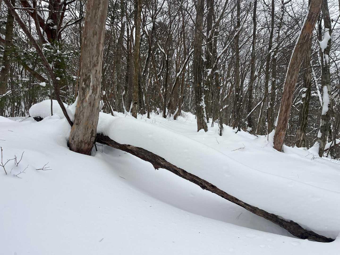 この時点で積雪は40〜50センチ