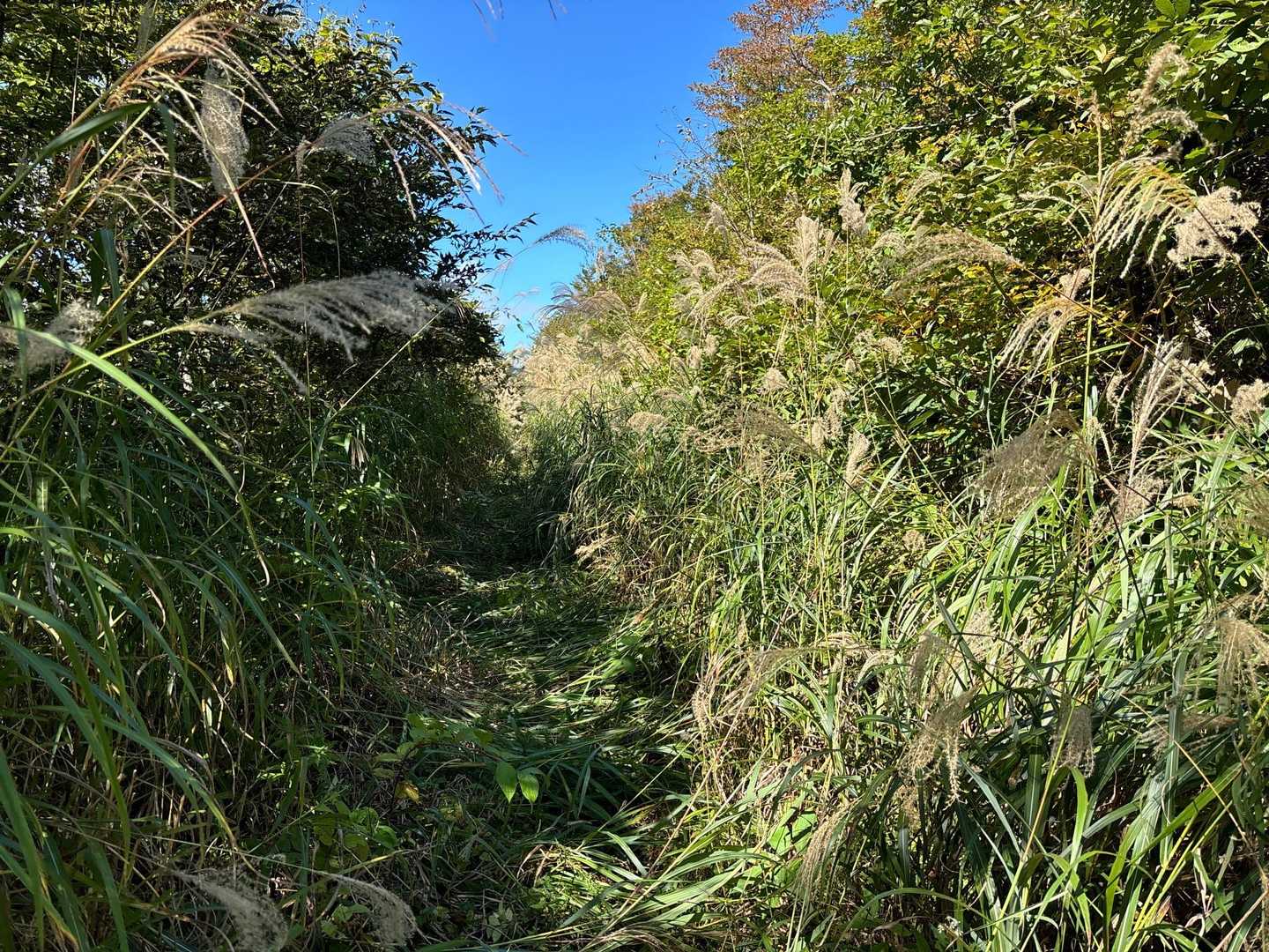 ここも振り返って伐採後