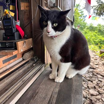 可愛い🐱❤️