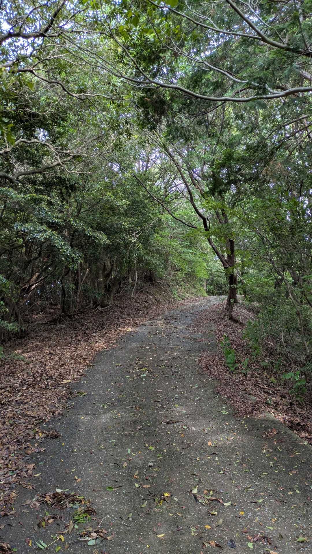歩き出すと、パート2ではありませんがもしかして？まさかのこのままの感じで波介山に着くんじゃないの？😂とか思いましたが、この辺は思いつも特有の予習不足で来て気づくやつで😂