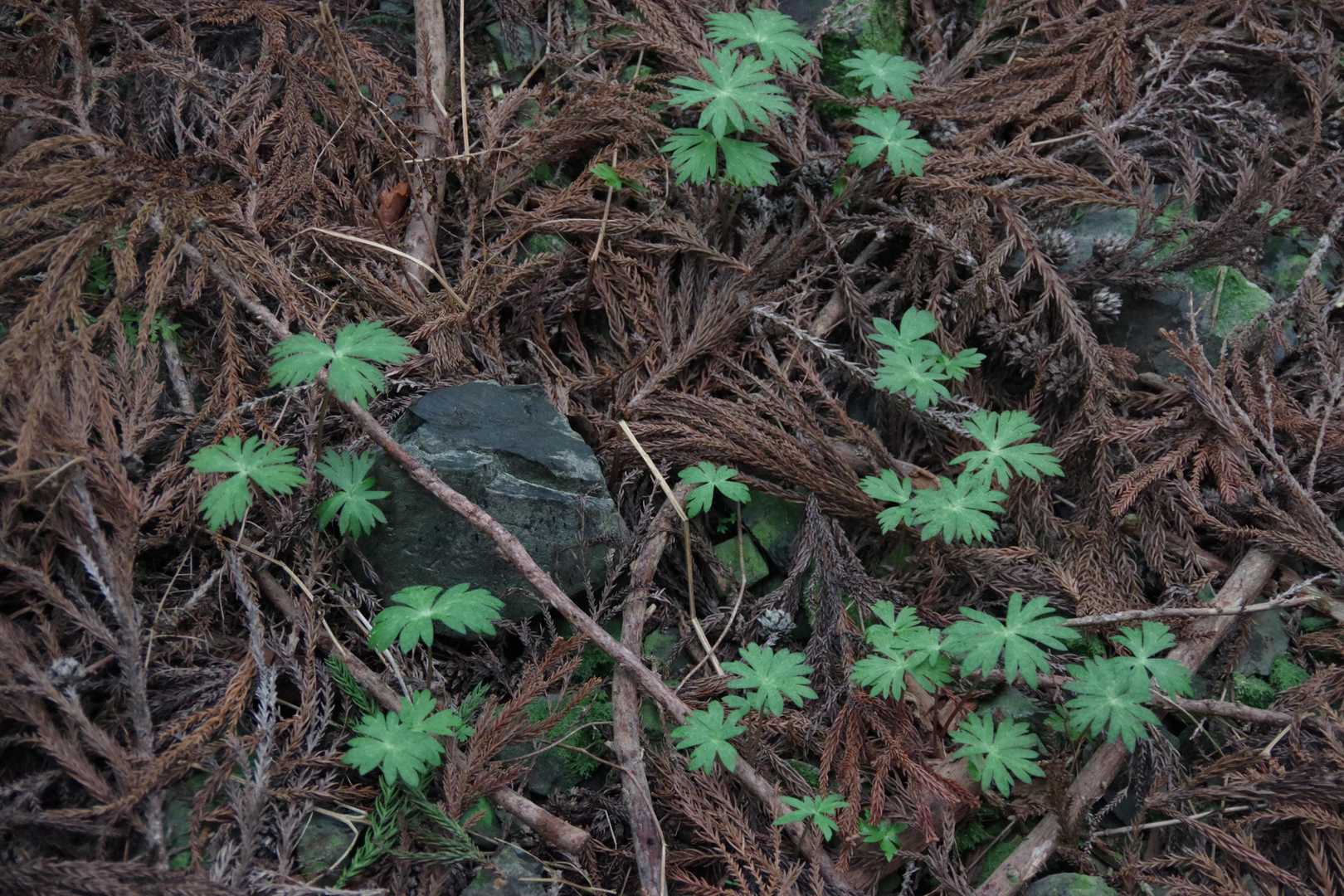 これはニリンソウの葉っぱかな? ハナネコノメソウを探していたんだけど、結局見つけられずじまいでした。沢や湿地を好む植物とのことなので、井戸谷ルートのほうで咲いているのかなあ? そういえば、フクジュソウも見つけられなかった。またリベンジしよう。