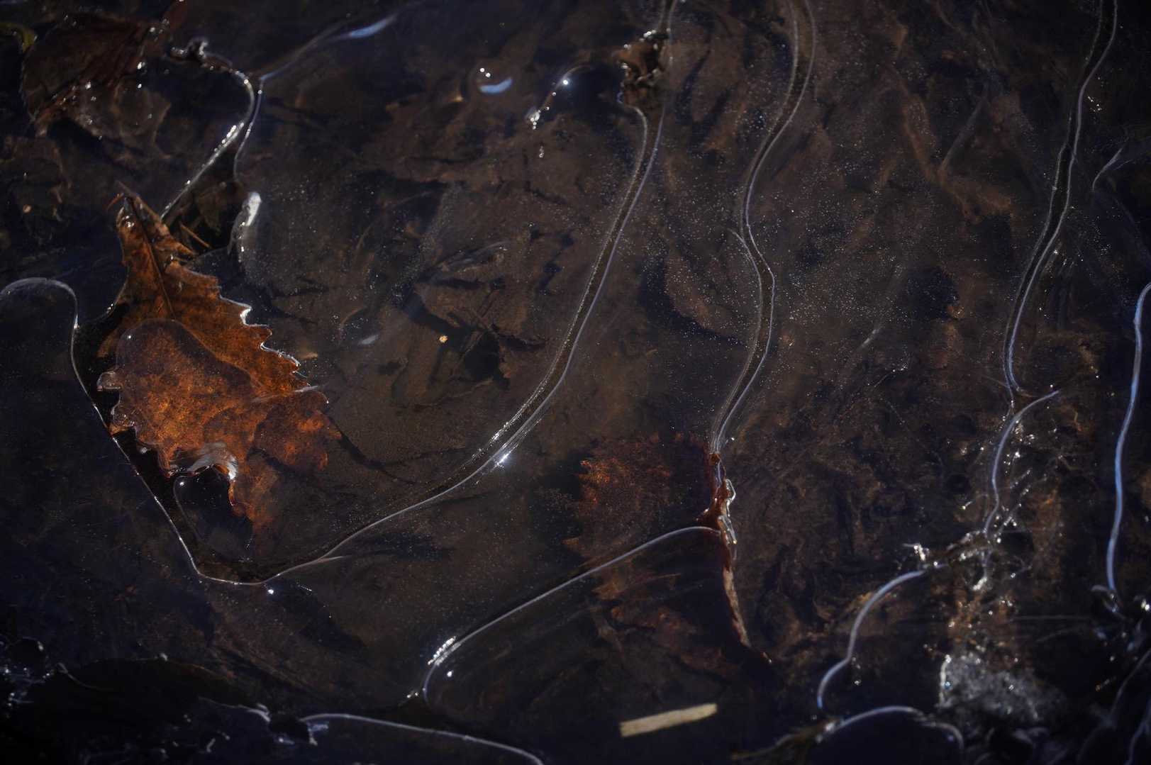 薄氷と葉