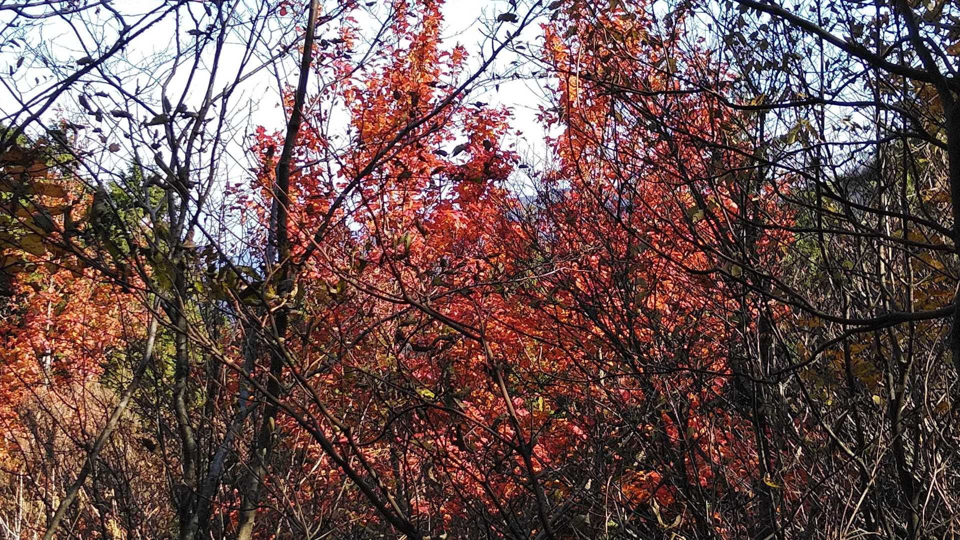 陳ケ森山頂の紅葉