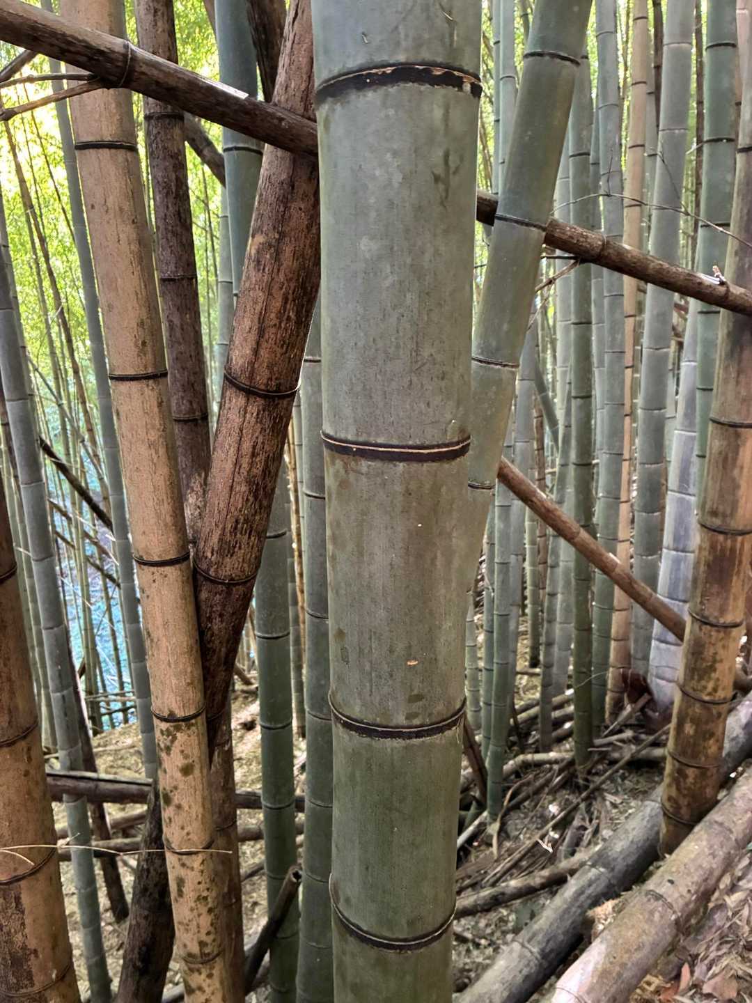 下の方には竹林もあります
竹ってすごい植物だな🎋