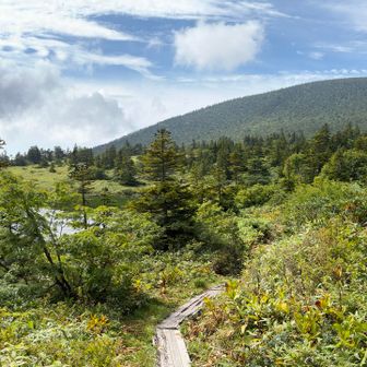 奥のほうは樹林帯です🌲
良い日陰があれば休憩に良さそうですね。

その先は風が入り辛く鬱蒼としていた覚えがあるので、今日はここらで引き返すこととしました。