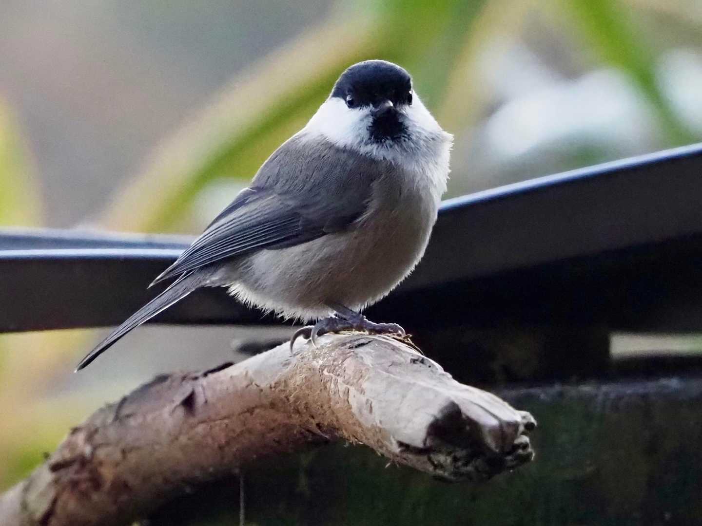 コガラも、こっち向いてる😄