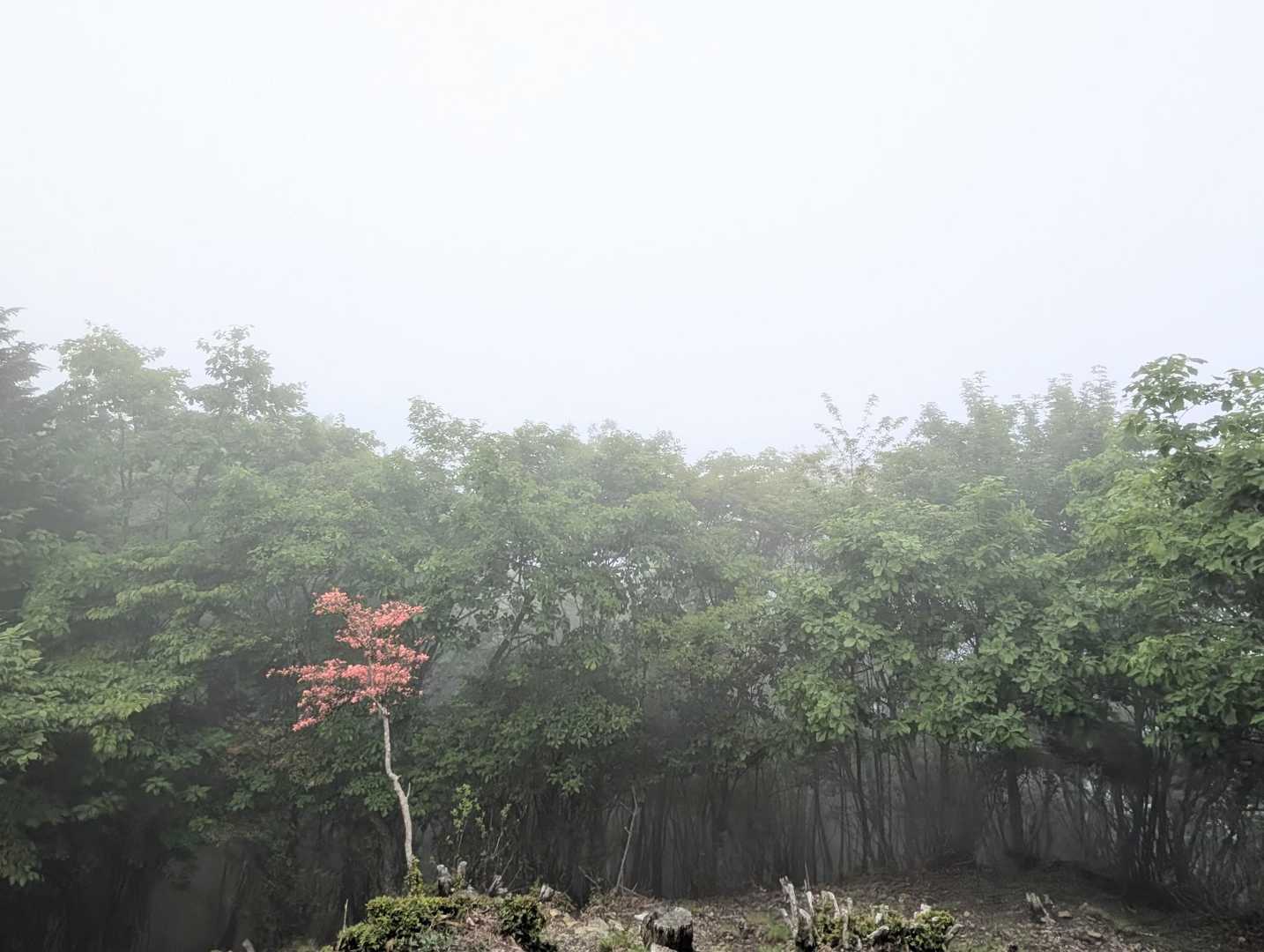山頂の景色
ところどころ眺望良さそうなところがあったんだけど
真っ白ね😅