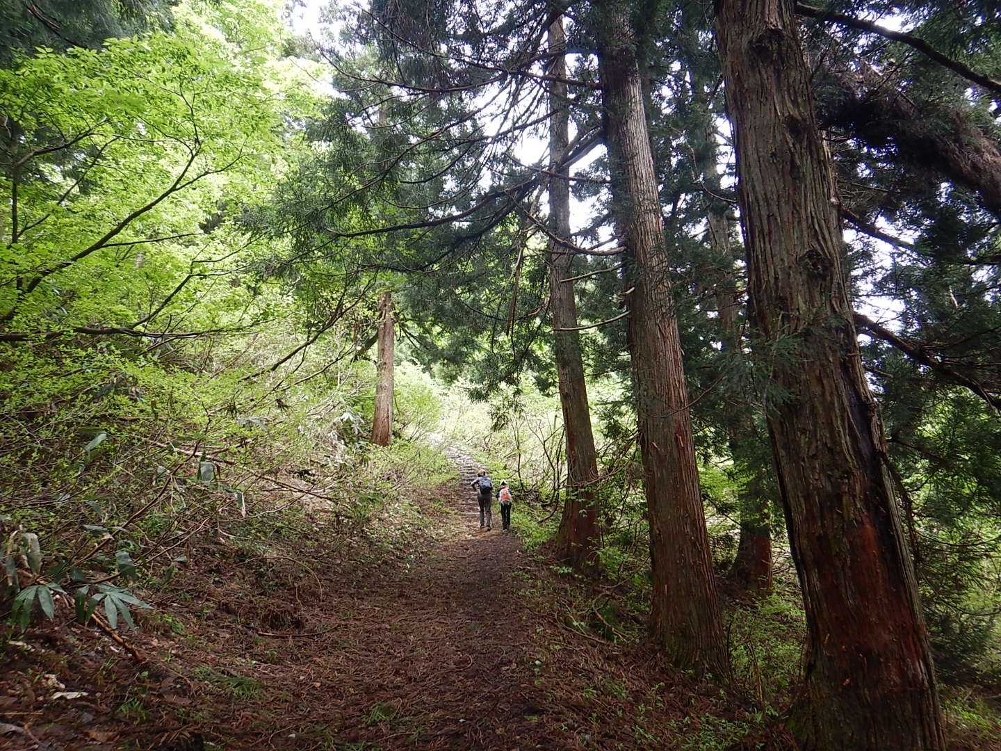 高山 往復コースの写真