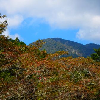 椿大社付近から山頂方面