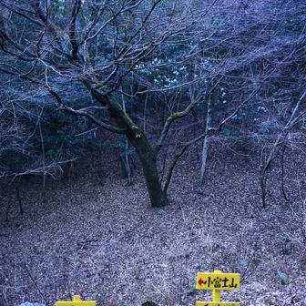 わらびが採れるのか☘️