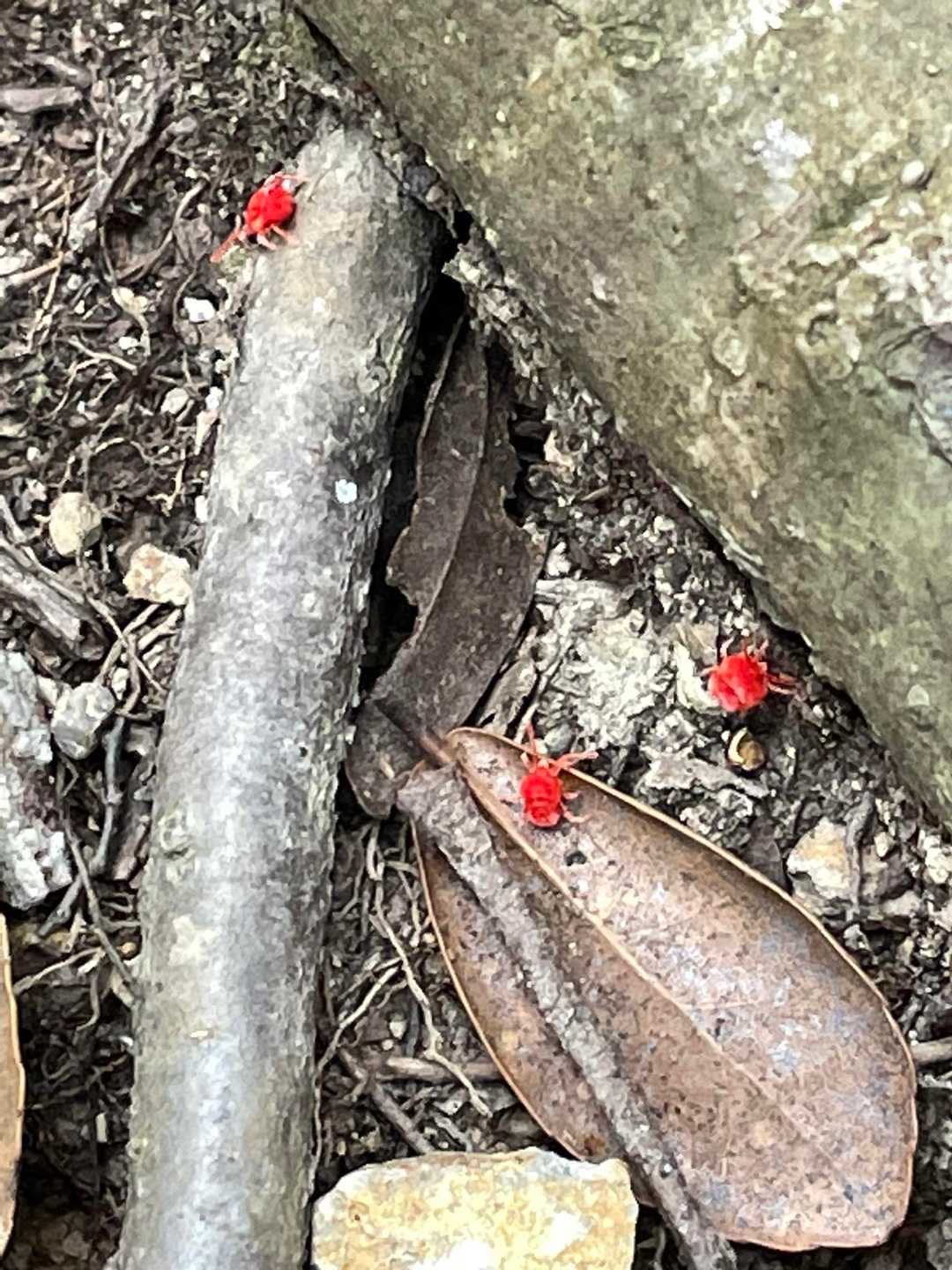 ダニ発見😱だに❗️