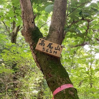 でもまだ休まなくても大丈夫そう👌
