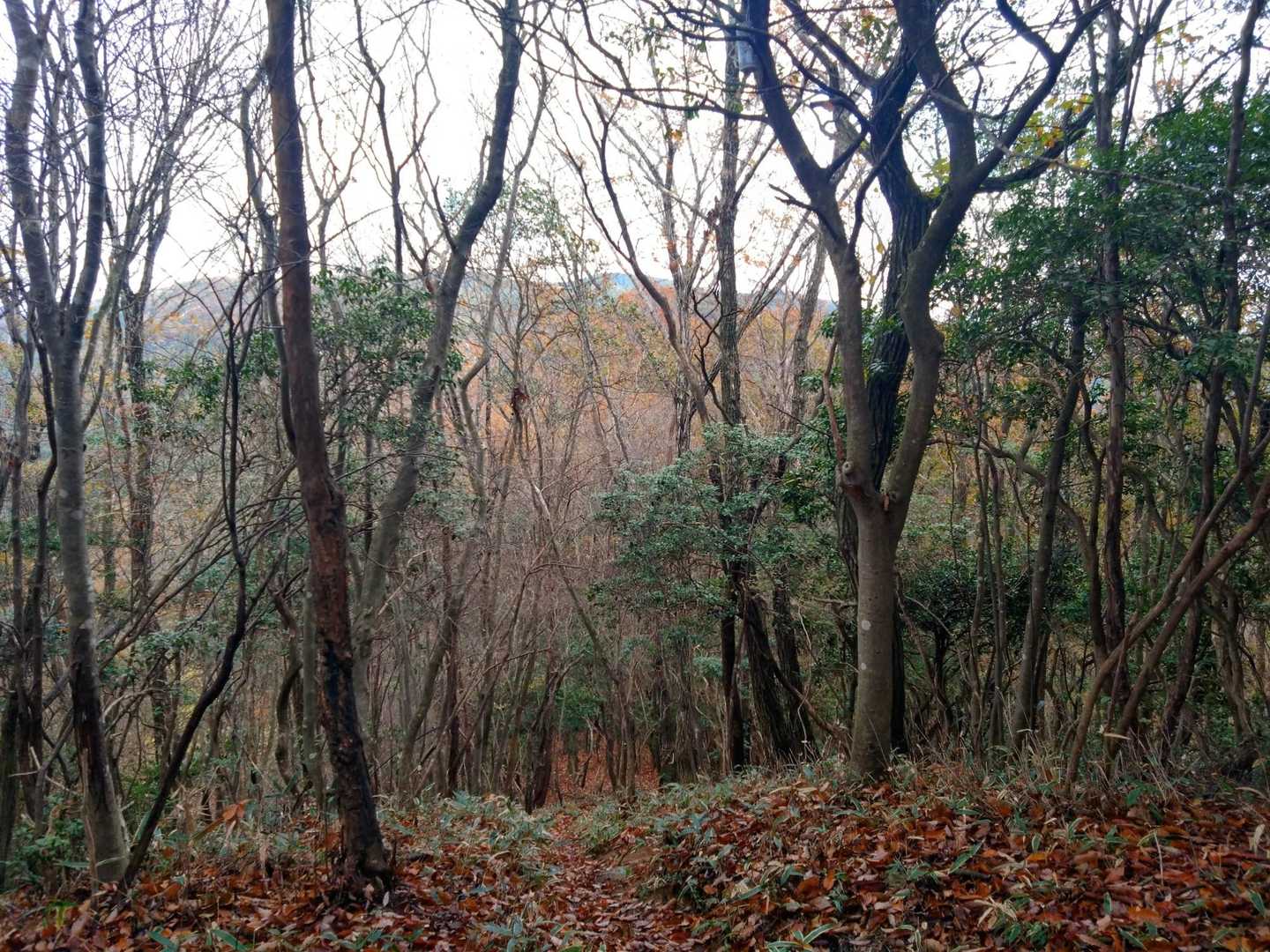 西冠山頂の眺め。落葉で景色が良くなる季節ですね。
