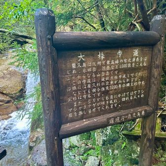 大株歩道入口まで来ました