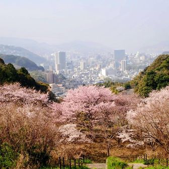 近隣公園の桜は見頃を迎えています。