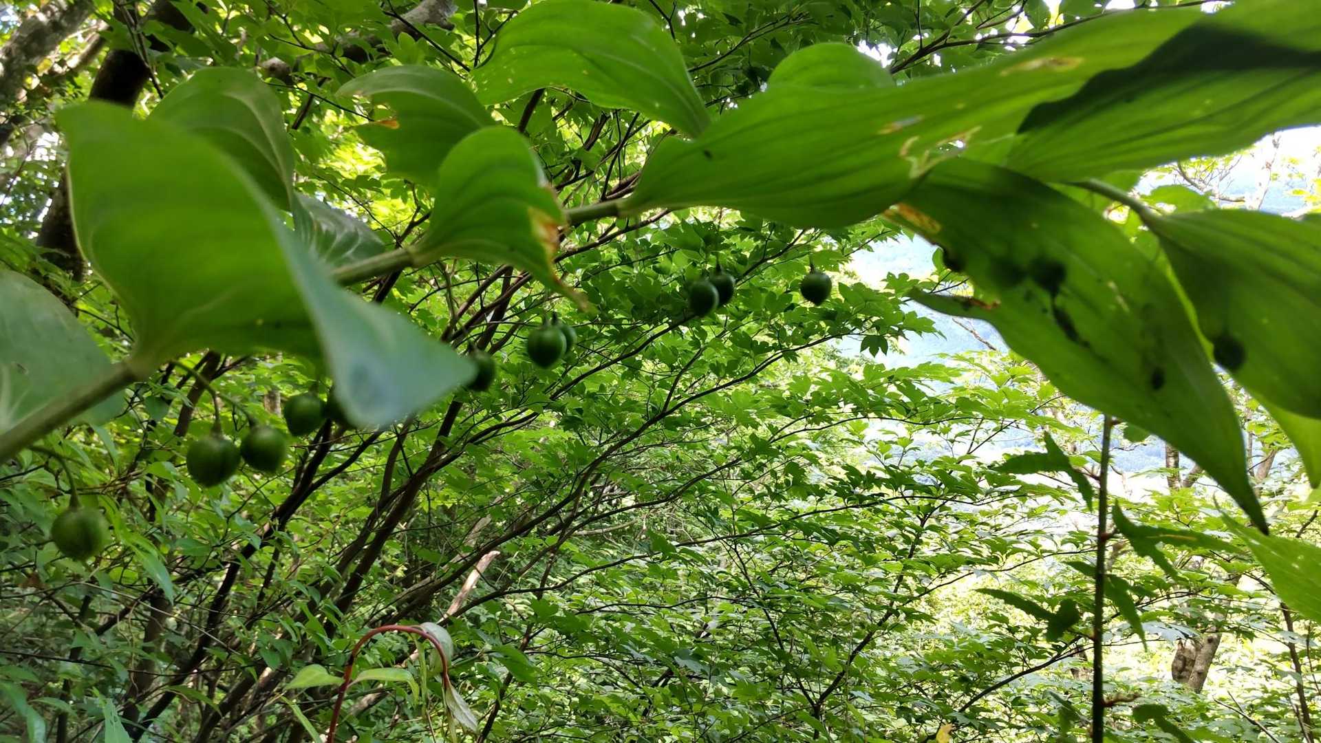 ナルコユリの実✨