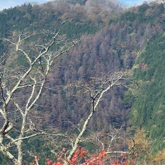 🍁と蕎麦粒山🔺