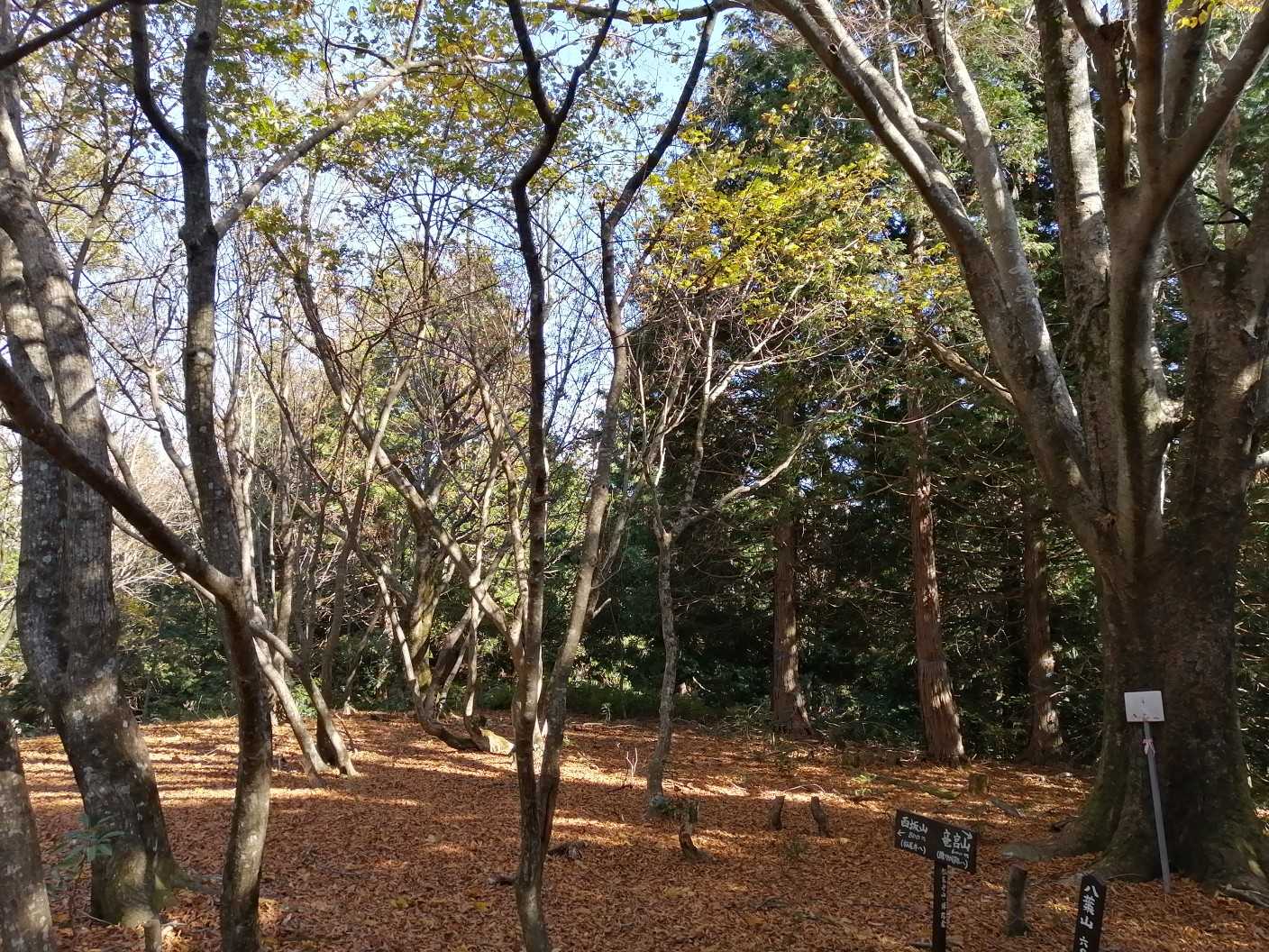 落ち葉が積もって、ふかふか…いい感じです🎵