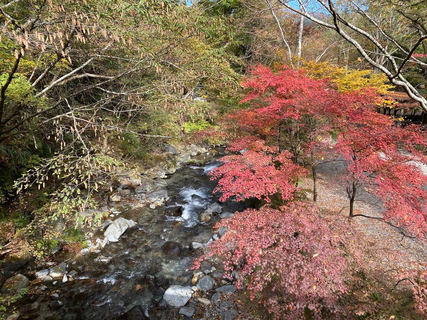 キャンプ場内の渓流と紅葉🍁　綺麗でした！