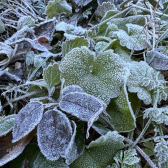 霜がおりて
葉っぱ🍀たちが薄化粧☺️