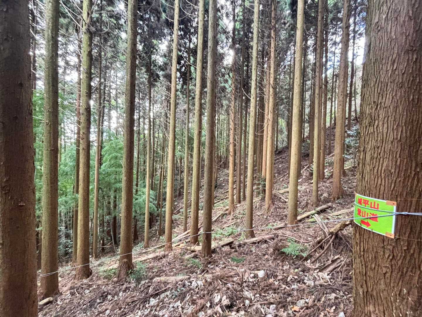 下山の方が暗くて道が急でした💦