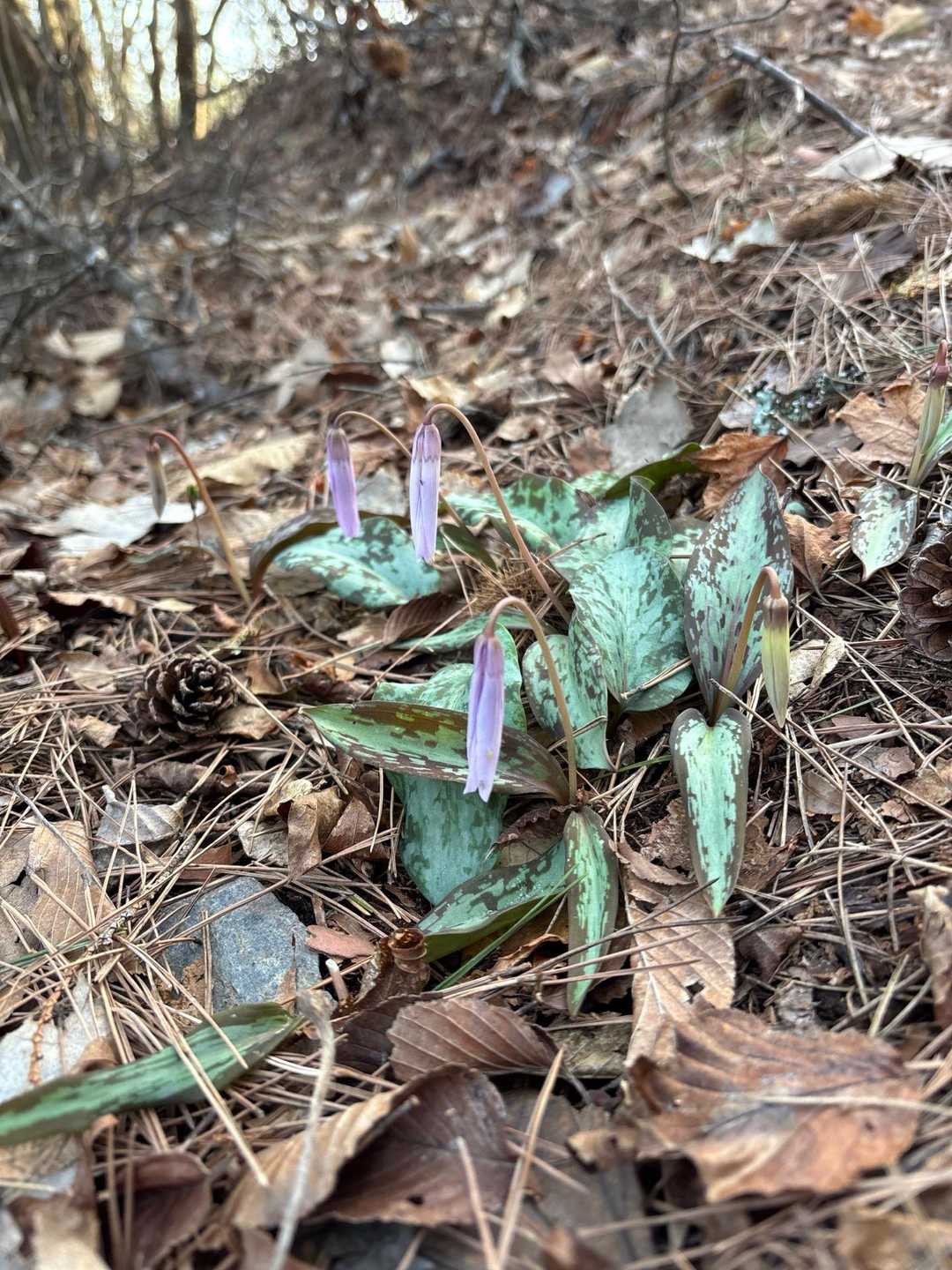 まだ蕾です