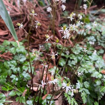 ラスト、オウレンか