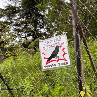 カラスに食べ物を取られることがあるそうです🐦‍⬛