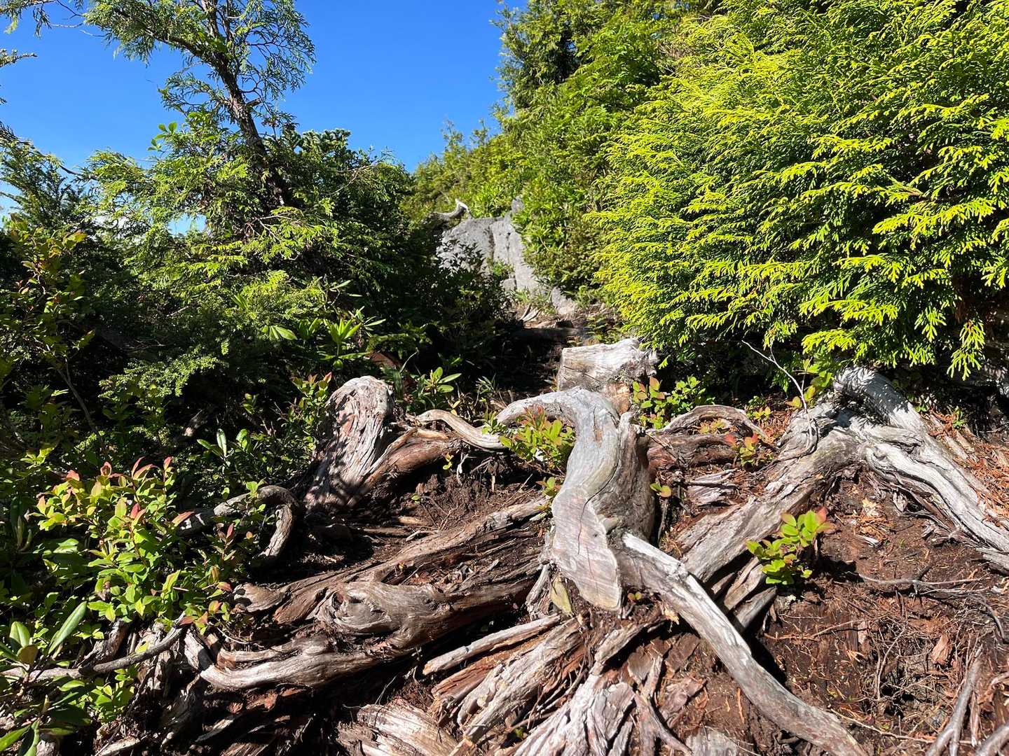 なかなかの登山道です💦