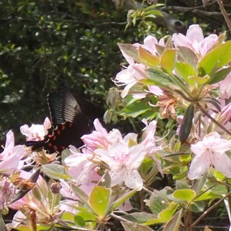 宇連山・鳳来寺山・岩古谷山 ミヤマカラスアゲハ