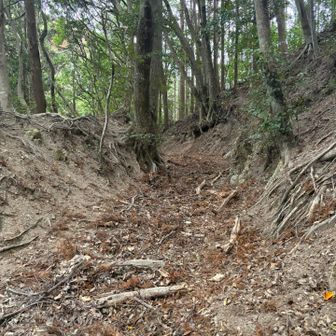 落ち葉ふかふかゾーンがけっこうあります