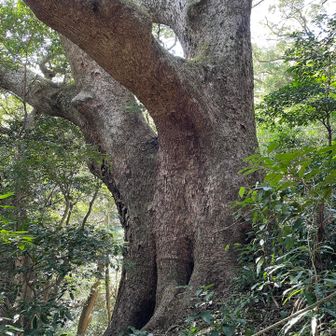 名前は「大クス」