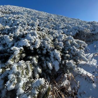 樹氷の花畑❄️❄️