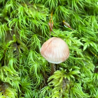 かわいいキノコ🍄‍🟫