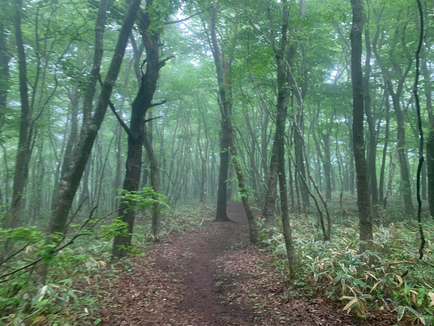 下山に1時間もかからないけど自分しかいなんじゃないか、と思うと怖さ増す🙃