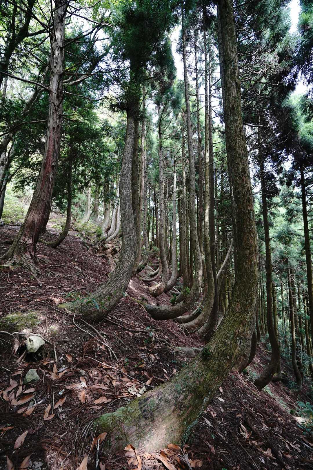 急峻な斜面に生える杉の木の根元はどの木も大きく曲がって壮観