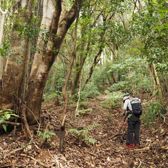 登山口の入口には墓地があって、墓地を抜けたら本格的な登山道＆急登がスタート💦