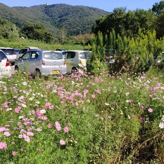 小田山休憩所の駐車場は車と秋桜でいっぱいです！
