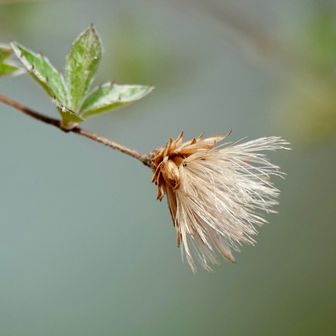 コウヤボウキの綿毛…葉っぱ付き🌿

こうやって見ると、ほんとに🧹に、みえますね😅