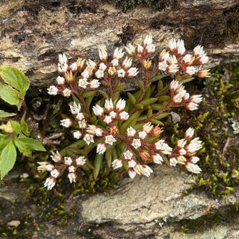 小さな可憐の花です