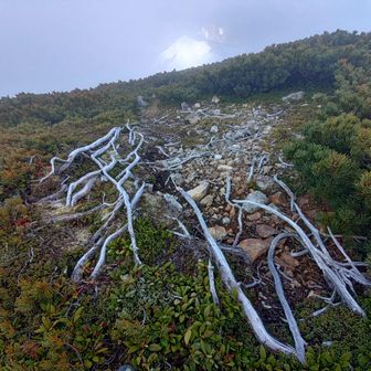 ⑤旭岳
ハイマツのすぐ横に山頂らしき跡