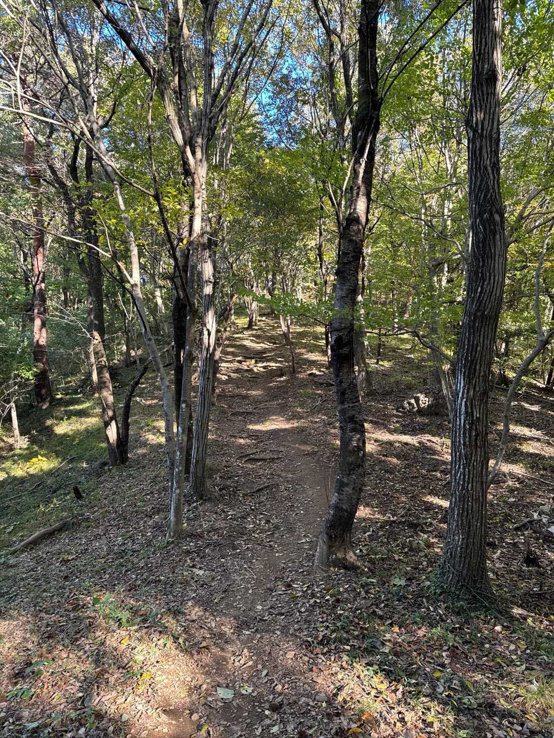 籾山峠-日向山-菅塩峠-高壷山-唐沢山 往復コースの写真