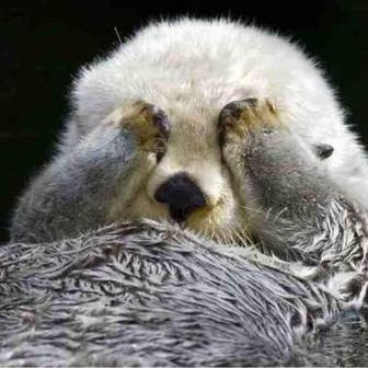 ぽぽぽんちゃん