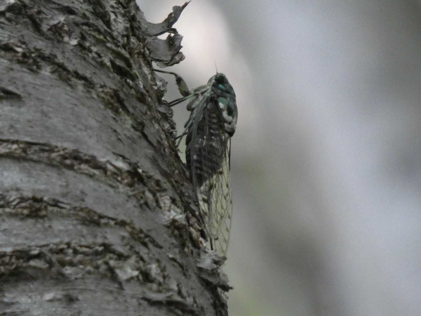 ミンミンゼミ